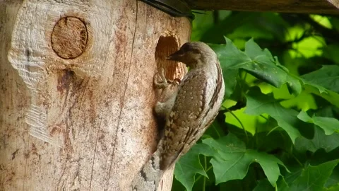 Wryneck, Junx torquilla Stock Footage 139051269