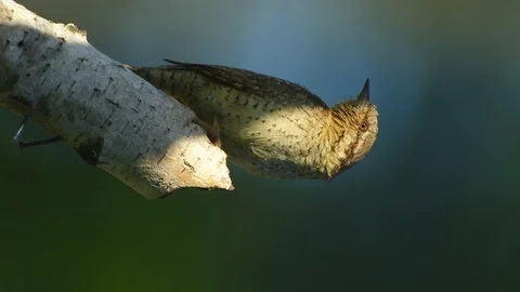 Wryneck (Jynx torquilla) Stock Footage 98487972