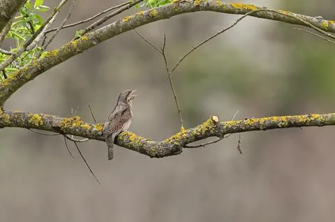 Wryneck on tree branch in spring Stock Photos