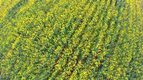 WS AERIAL Shot of amazing rape flower field in rural area Stock Footage 51031064
