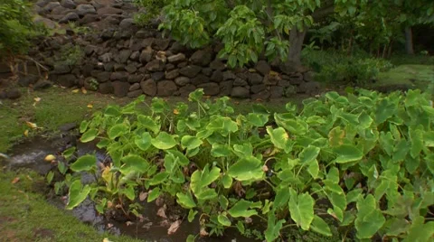 WS DOLLY, Taro patch with stone wall in back, Hawaii Stock Footage 8529225
