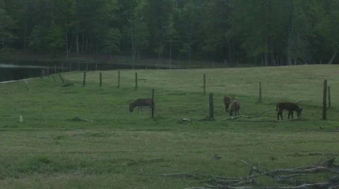 WS Donkeys in grazing field Video stock 781022