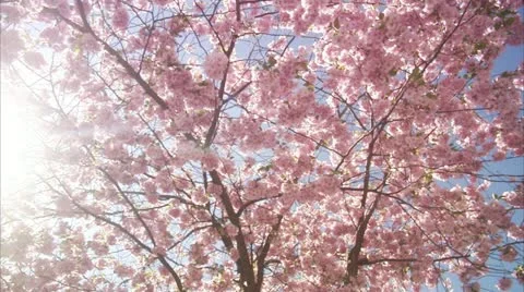 WS DS View of cherry tree during spring at Kungstradgarden / Stockholm Stock Footage 11293061