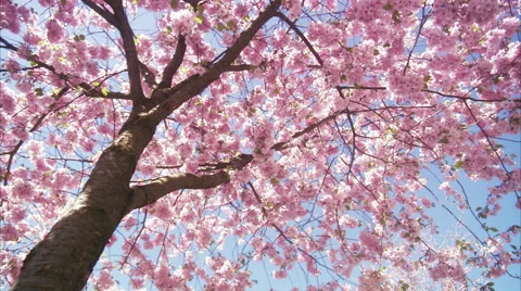 WS DS View of cherry tree during spring at Kungstradgarden / Stockholm, Sweden, Stock Footage 51861469