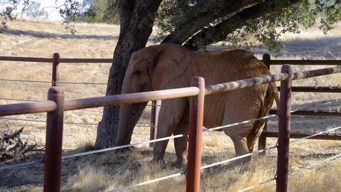 WS of Elephant picking leaves from tree in sanctuary Stock Footage 91635990