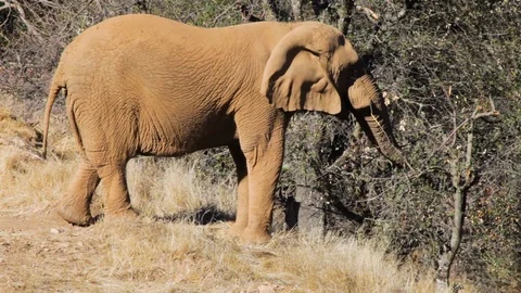 WS of Elephant picking leaves from tree and eating in sanctuary Stock Footage 91637638