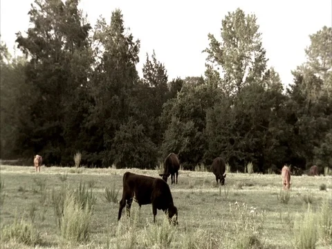 WS four cows grazing in grass at edge of forest Stock Footage 86750797