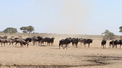 WS herd of blue wildebeest approaching waterhole in the Kalahari desert Stock Footage 49024756