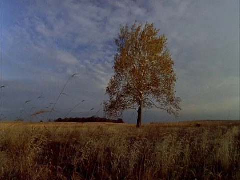 WS lone tree with orange and brown leaves in dry meadow. Stock Footage 86751083