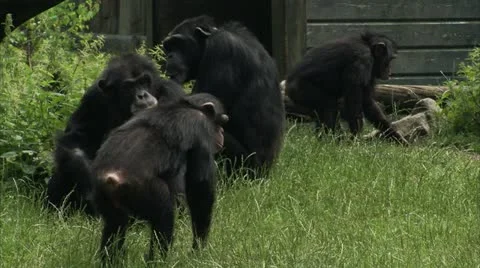 WS PAN Common Chimpanzees (Pan troglodytes) playing in zoo Stock Footage 11213642