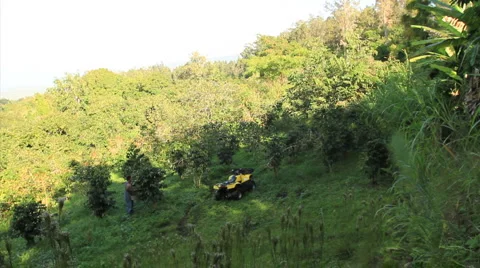 WS pan man picking beans from coffee tree Stock Footage 5826962