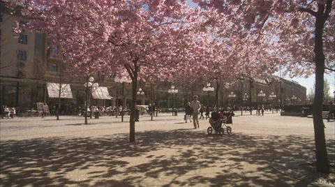 WS PAN People walking around cherry tree at Kungstradgarden / Stockholm, Sweden, Stock Footage 51861421