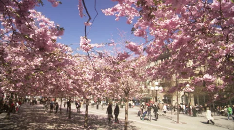 WS People walking around cherry tree at Kungstradgarden / Stockholm, Sweden, Stock Footage 51861564