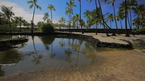 WS pond with coconut trees around Stock Footage 5830818