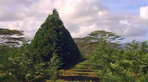 WS really big and full tree Stock Footage 8531161