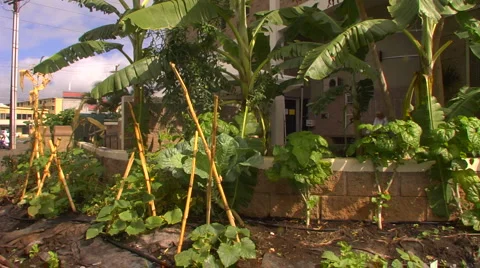 WS side of IHS building with plants Stock Footage 5840252