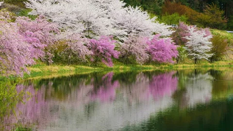 WS SLO MO PAN Cherry trees on lakeshore, West Zao, Yamagata, Yamagata Prefecture Stock Footage 134649741