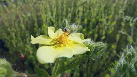 WS SLOMO Macro fly collecting nectar from a yellow Potentilla flower. Stock Footage 276708958