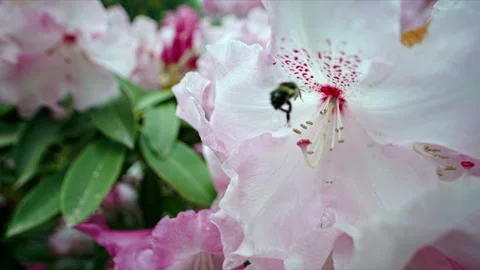 WS SLOMO Macro Full and tired bumble bee flying into a pink Rhododendron flower Stock Footage 275452155