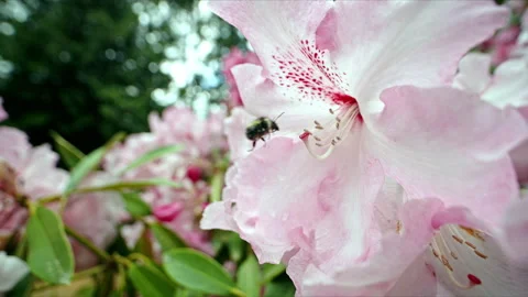 WS SLOMO Macro Full and tired bumble bee flying into a pink Rhododendron flower 動画素材 275453341