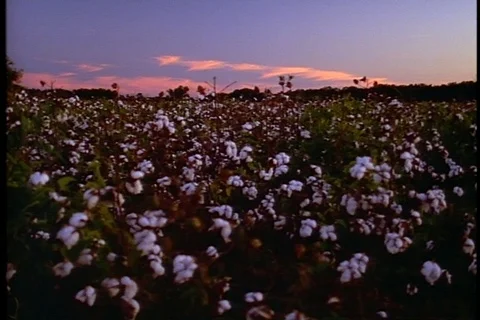 WS static cotton field under purple sunset sky with pink clouds. Stock Footage 86751379