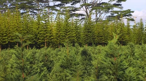 WS tall trees behind smaller trees Stock Footage 8531517