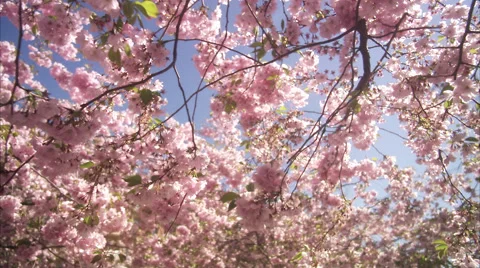 WS TD People walking around cherry tree at Kungstradgarden / Stockholm, Sweden, Stock Footage 51861532