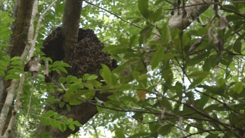 WS Termite Nest Among Tree Branches and Leaves Stock Footage 123667519