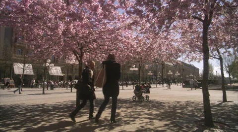 WS T/L People walking around cherry tree at Kungstradgarden / Stockholm, Sweden, Stock Footage 51861431