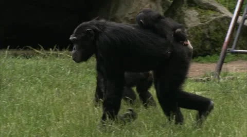 WS TS Common Chimpanzee (Pan troglodytes) with two babies playing on grass Stock Footage 11212166