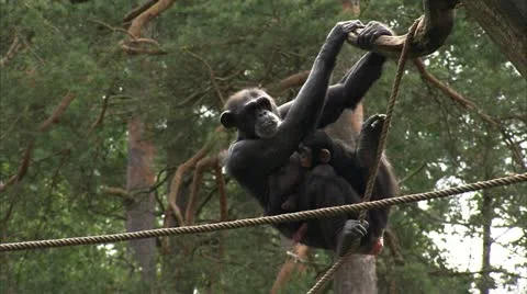 WS TS Common Chimpanzee (Pan troglodytes) with baby in zoo Stock Footage 11213164