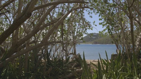WS USVI St John Ocean Framed by Flora Stock-Footage 123667546