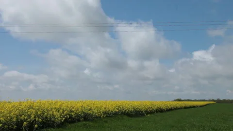 WS Yellow Rapeseed Field Under Blue Sky With Clouds Rural Landscape Stock Footage 328231218