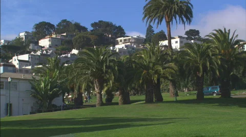 WSDeloresParkPalms Stock Footage 445980