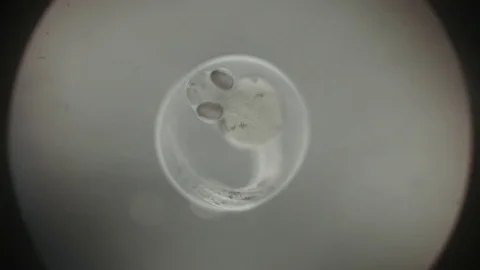 WSFishEmbryo Stock Footage 78578217