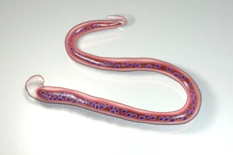 Wuchereria bancrofti, a roundworm nematode, one of the causative agents of ly Stock Illustration