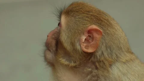 Wulingyuan District, Portrait, Monkey, Natural Light Stock Footage 320354834