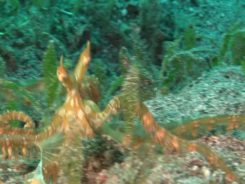 Wunderpus Stock Footage 98699788