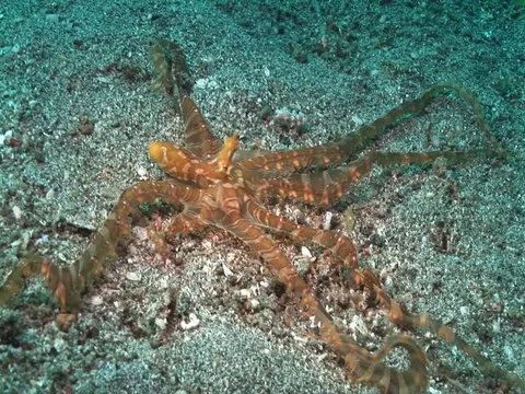 Wunderpus Stock Footage 98699809