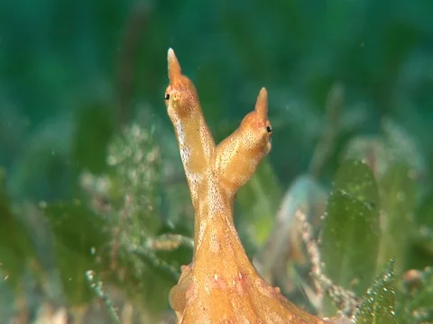 Wunderpus Stock Footage 98699835