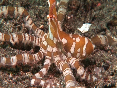 Wunderpus Stock Footage 98700053
