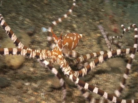 Wunderpus Stock Footage 98860294