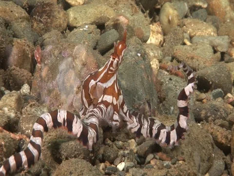 Wunderpus Stock Footage 98860299