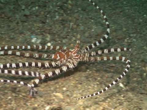 Wunderpus Stock Footage 98860300