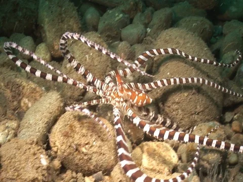 Wunderpus Stock Footage 98860349