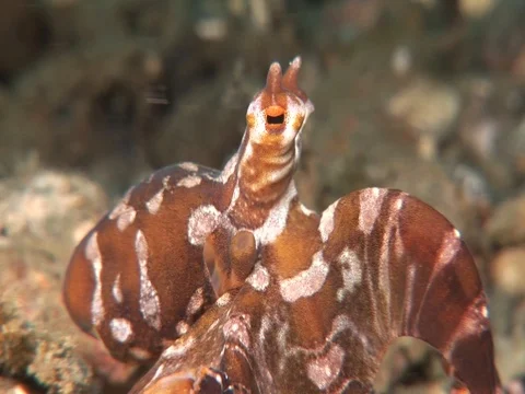 Wunderpus Stock Footage 98860559