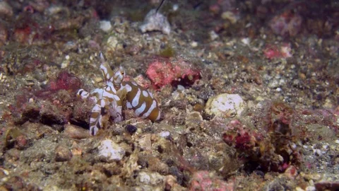 Wunderpus octopus changing color Stock Footage 72568687