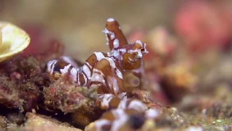 Wunderpus octopus close-up Stock Footage 72528831