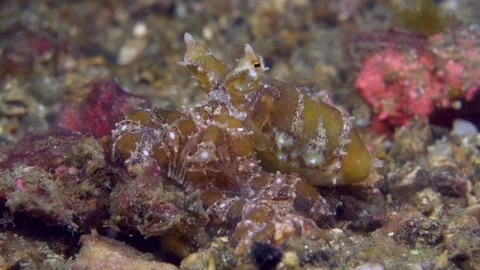 Wunderpus octopus close-up Stock Footage 72546857