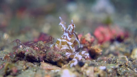Wunderpus octopus close-up 動画素材 72547439